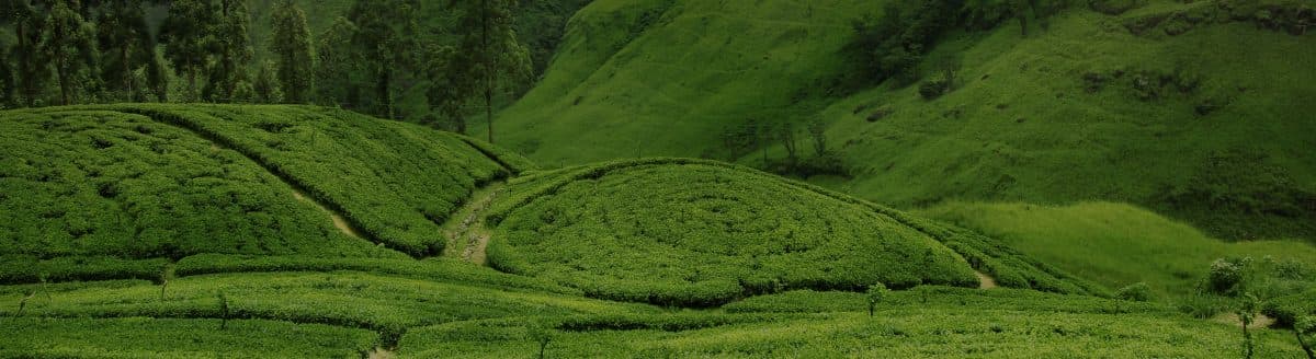 Things to do in Sri Lanka